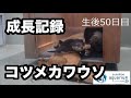 【コツメカワウソの成長2018】生後50日目【サンシャイン水族館】