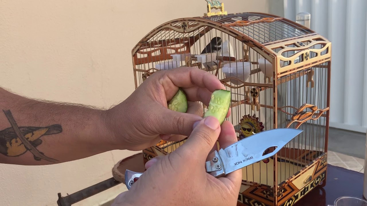 Canto De Papa Capim Sil Sil Como Cuidar De Seu Coleiro E Papa Capim Para Ter Sucesso Youtube