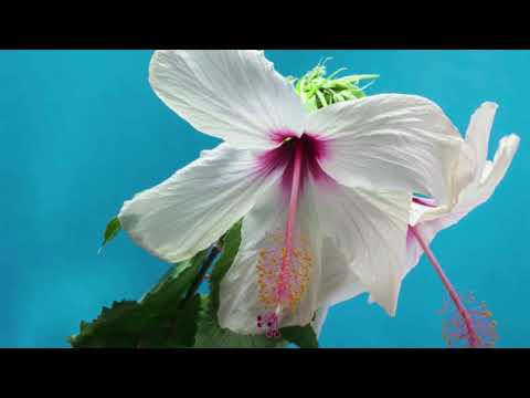 4 Minutes Of Amazing Nature Scenery Relaxing Music For Stress Free