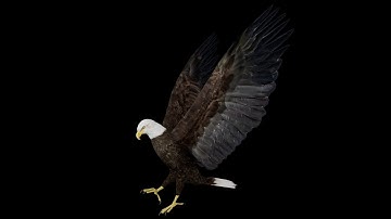 Realistic Animated Bald Eagle