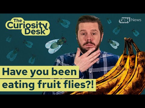 Video: Waar komen fruitvliegjes vandaan?