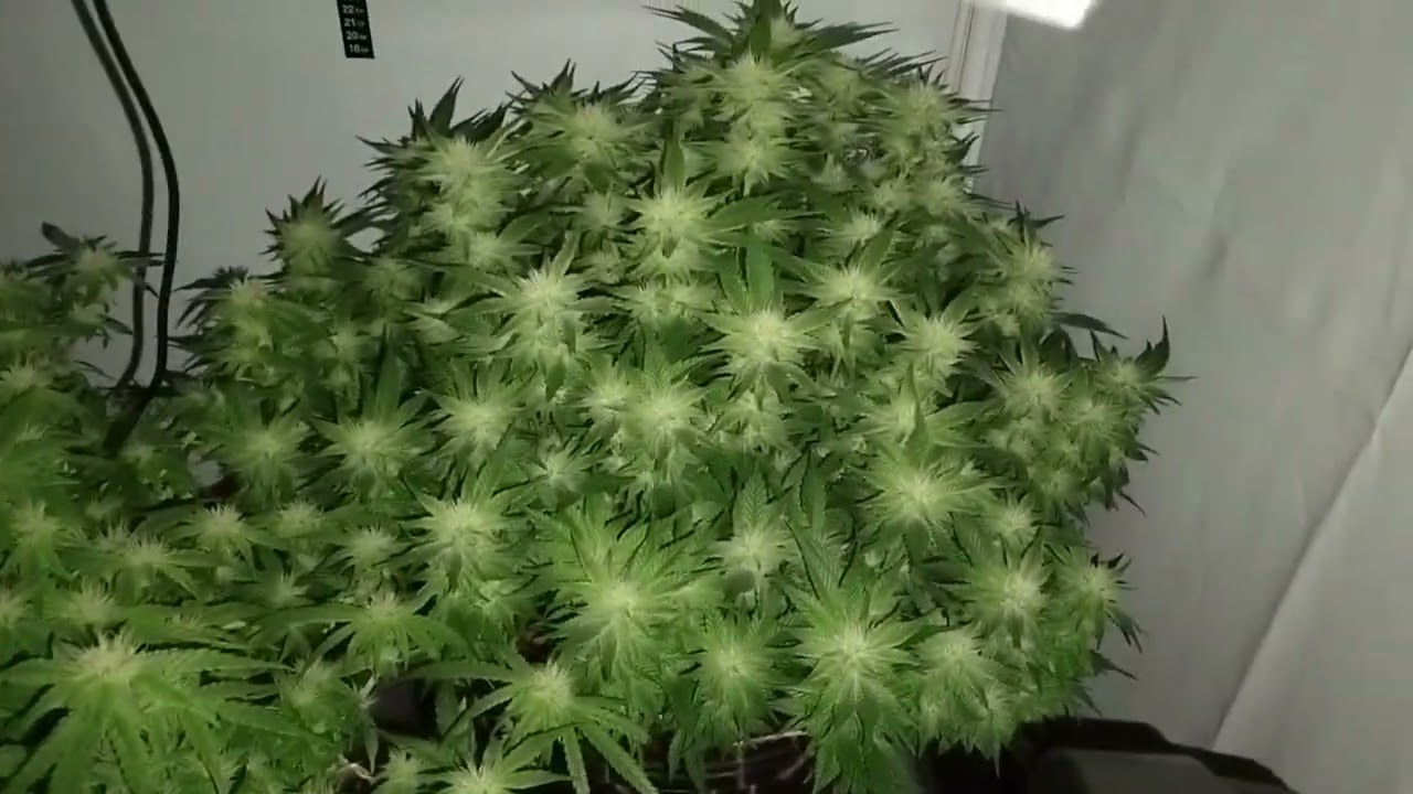 Flower Day 35 | Ebb & Flow Coco Grow Update – Santa Maria & Zombie Kush