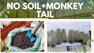 Don’t Plant Monkey Tail Cactus in Regular Soil |  Secret to Healthy Monkey Tail Cactus