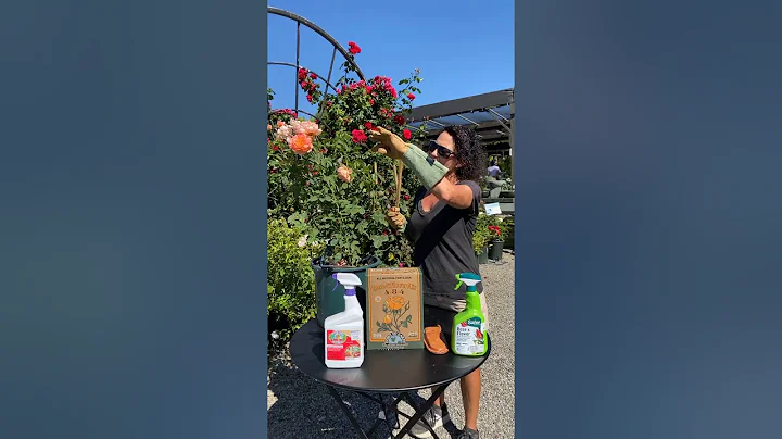 Gardening Tips: Rose Care & Maintenance with Laura...