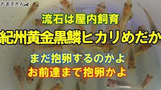 【メダカ 飼育】紀州黄金黒鱗ヒカリめだか～次の作戦に向かいます……だが！その時