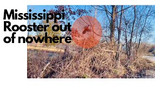 Pheasant Surprise Flush on Quail Hunt in Mississippi, USA #uplandhunting #wirehairedpointinggriffon by Barton Outfitters 42 views 2 months ago 1 minute, 29 seconds