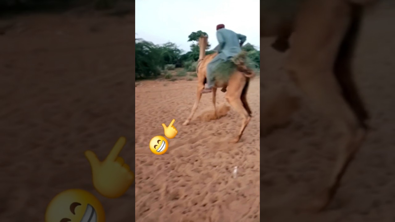 New camel attack || 
