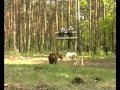 Испытания лаек по медведю.avi