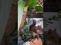 #squirrel Short no.192