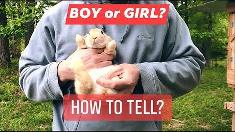 BUNNY Gender Reveal!  How to tell if a rabbit is a BOY or GIRL!🐰