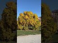 Красивое осеннее дерево.