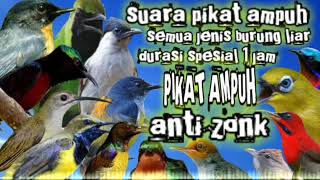 suara pikat ampuh semua jenis burung liar durasi spesial 1 jam || suara pikat ampuh burung kecil