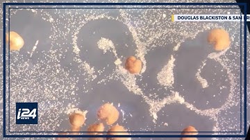 Scientists create living 