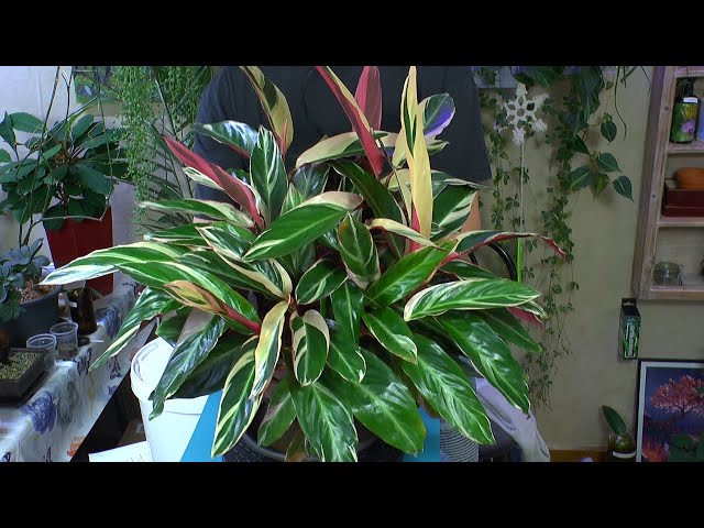 green calathea Calathea 'Green Beauty' main image 1