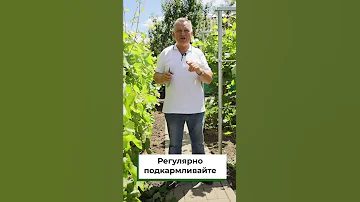 Урожай вас удивит! Чем подкормить виноград? #shorts