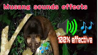 musang sounds effects/huni ng musang