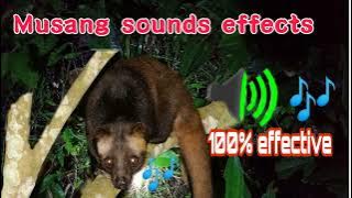 musang sounds effects/huni ng musang