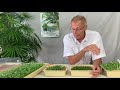 Beginners Guide to Growing Microgreens