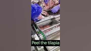 then, the processing of frozen tilapia fillets for export.Available Stock Now.