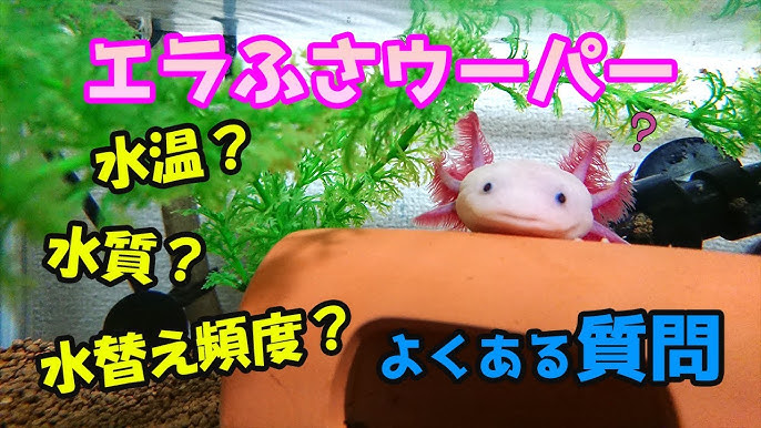 ウーパールーパー飼育 飼育環境 エラふさウーパーうちの飼い方 Youtube ウーパールーパー飼育 飼育環境 エラふさウーパーうちの飼い方 Youtube