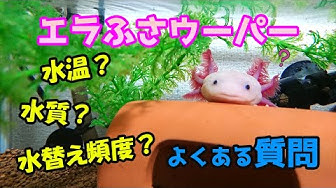ウーパールーパー稚魚 Youtube