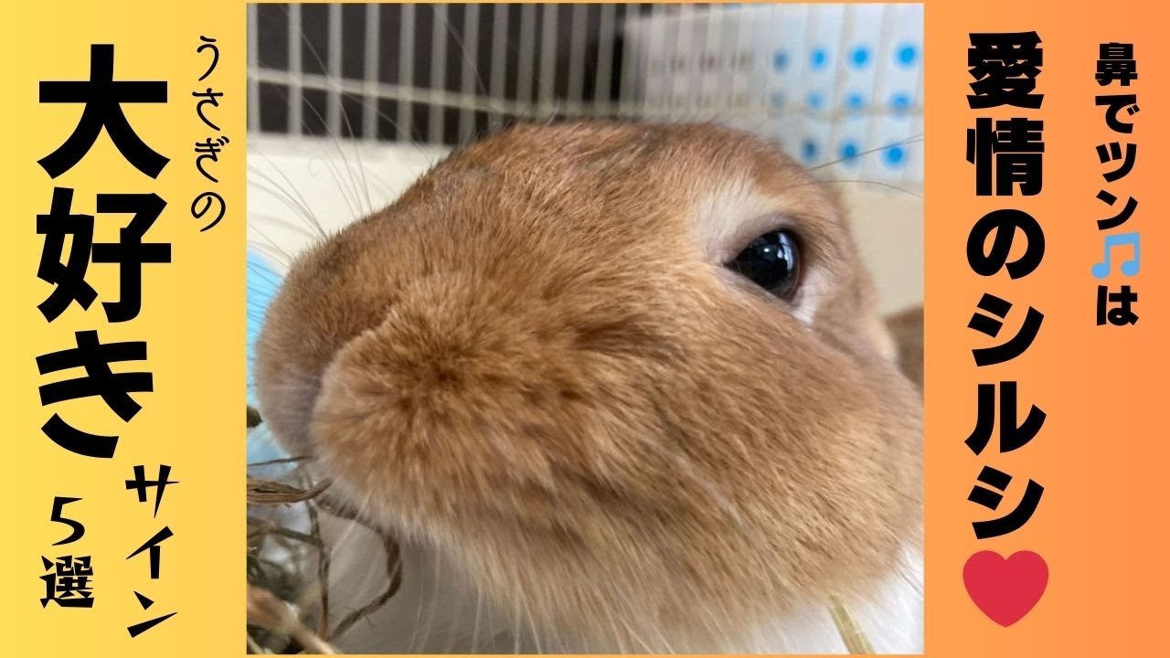 「飼い主限定」うさぎがあなただけに見せる「大好き」のサイン5選。
