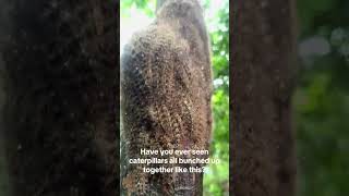 A ✨ caterpile ✨ if you will #caterpillar #bug #insects #invertebrates #arachnids #entomology
