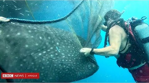 Regardez le moment où des plongeurs libèrent des requins-baleines piégés