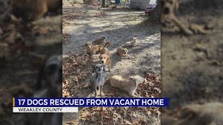 Over a dozen dogs rescued from vacant, ‘black widow-ridden’ home in West TN