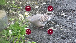 孤高のキジバト（鳴きません）