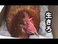 こがね、死なないで！採卵鶏たちの宿命 #118