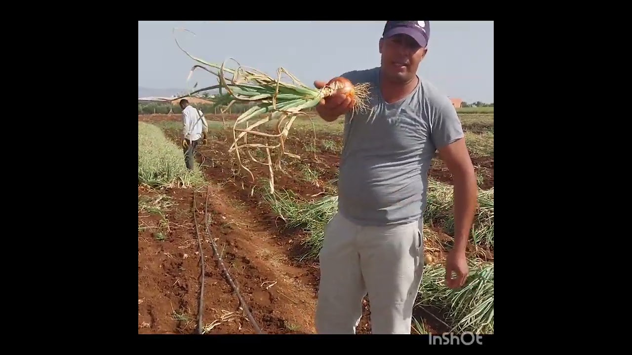 موضوع متنوع بالمعلومات كيفية عملية  الحصاد البصل  مع عملية تخزين . مشاءالله تبارك الله