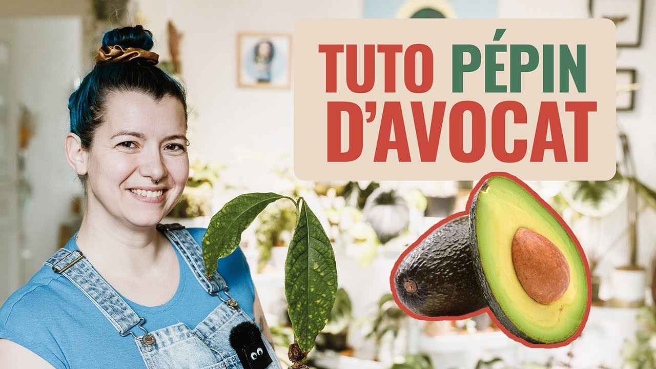 Comment Faire Pousser Un Noyau D'avocat Video