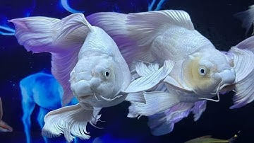 Cách chọn mua cá chép sư tử đẹp và ưng ý