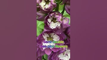 My secret garden quest 97 #delphinium