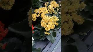 Асортимент вазонків в Садовому центрі Епіцентра #квіти #каланхоє #рододендрон #маранта #garden #сорт