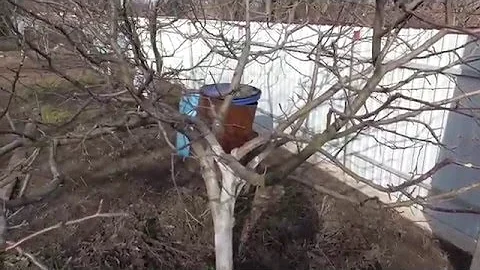 Мои низкорослые яблони.
