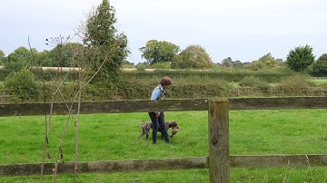 Experienced German Shorthaired Pointers doing a Blind Retrieve with Distractions