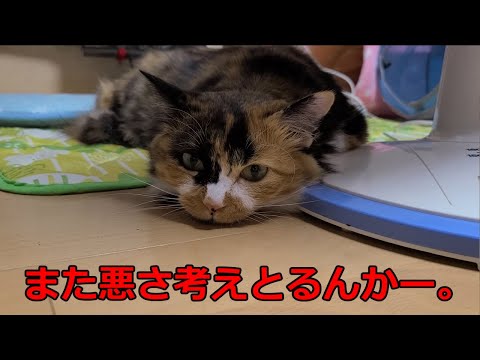 ゆずりんtv