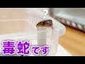 かわいいけど取扱注意な蛇