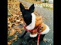 DogVlog : гуляем, Джесси 6 месяцев,зоо