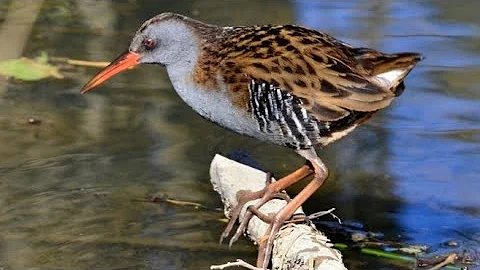 Водяной пастушок (англ. Water rail)