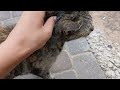 A loving cat