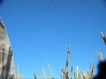 goose vid. sept. 2011 wmv