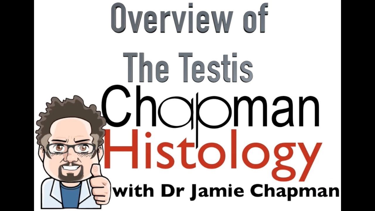 3 Minute Histology - Overview Of The Testis