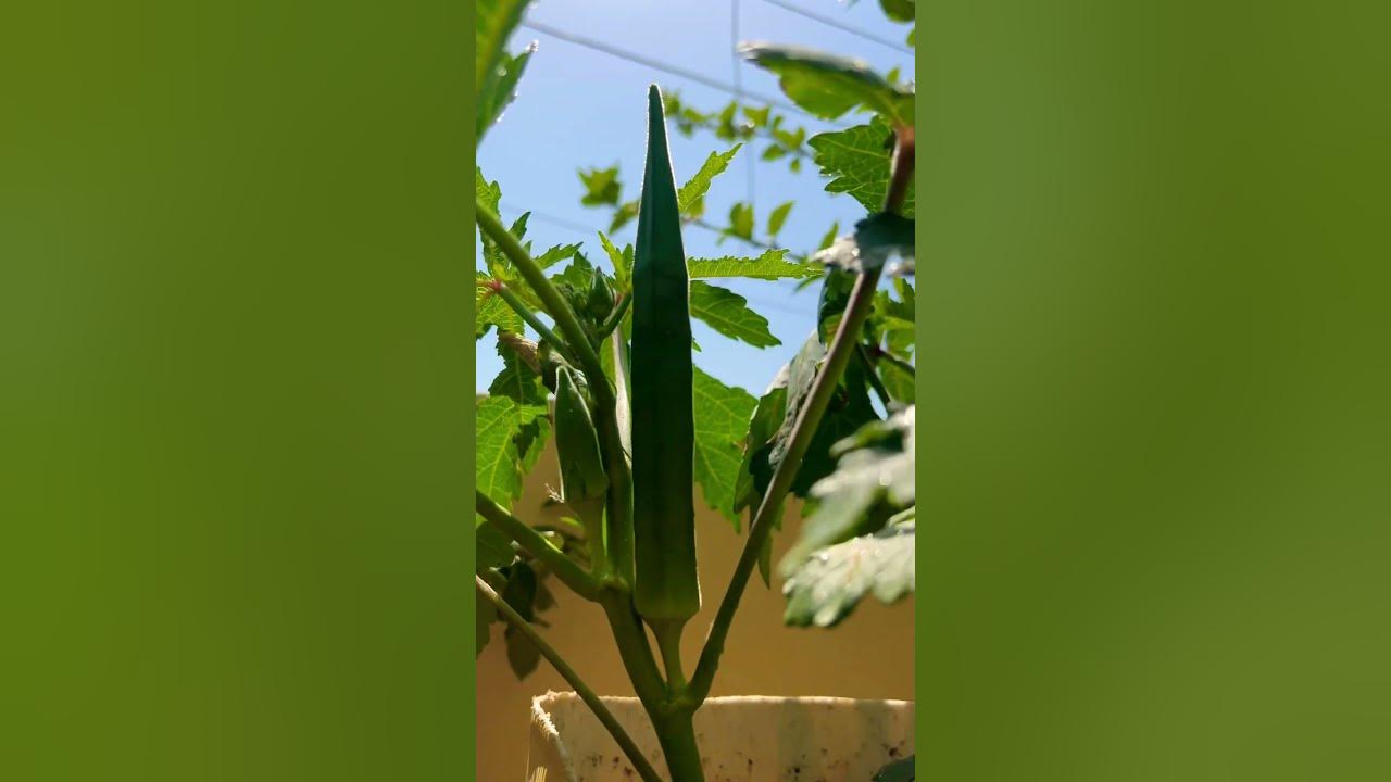 Baby Okra to Full maturity 🌱⏱️ gharkikheti gardening YouTube