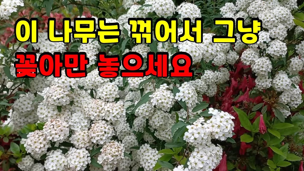 공조팝번식 삽목하기 조팝나무 포기나누기 - YouTube