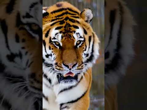 Amazon Tiger Looks | BalyNatureCollectHD