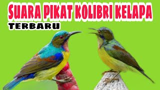 suara pikat kolibri kelapa ribut, tembakan korlap ampuh buat pancingan