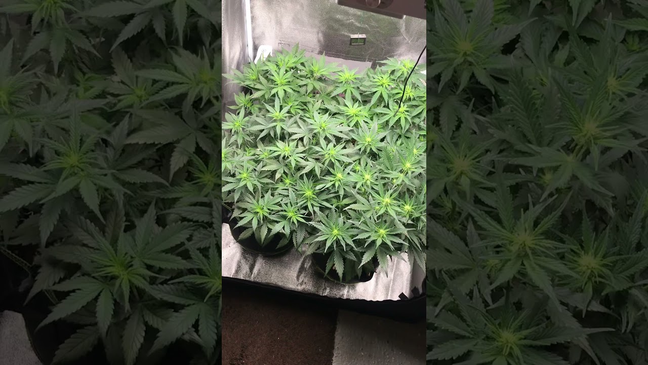 Fastbuds purple punch auto 4 weeks old